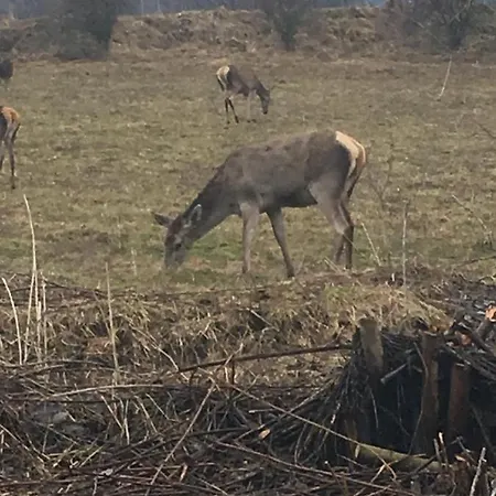 Bobo Apartment Stozok
