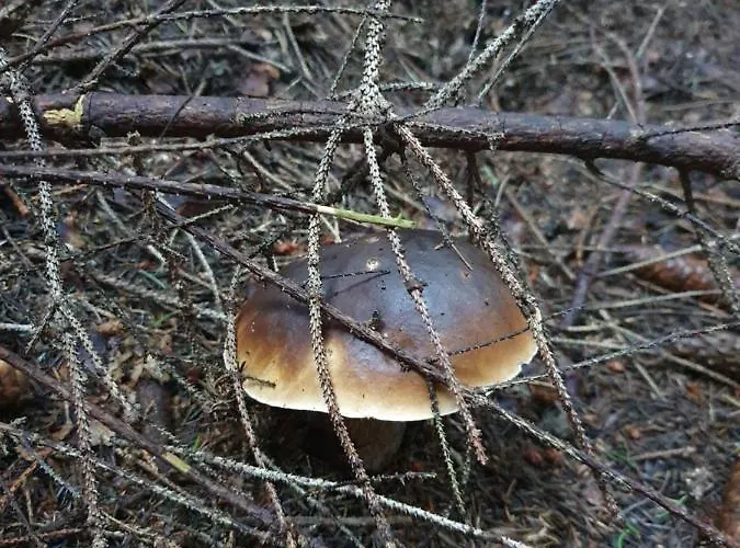 Διαμέρισμα Bobo