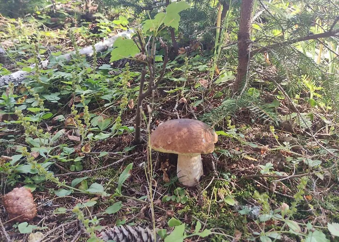 Bobo Апартаменты *