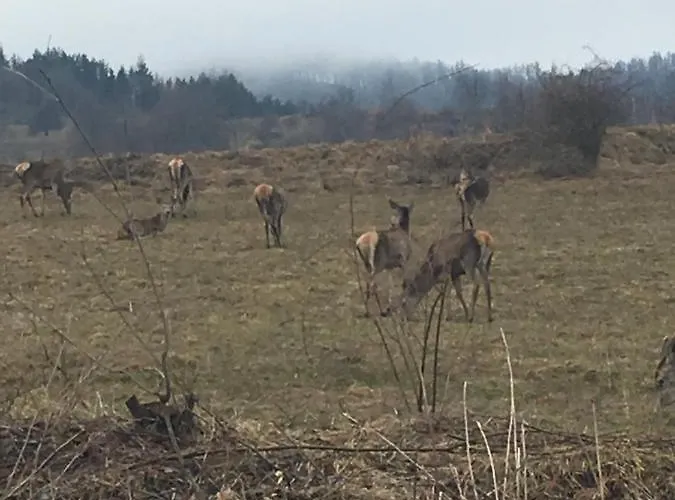 Bobo Апартаменты